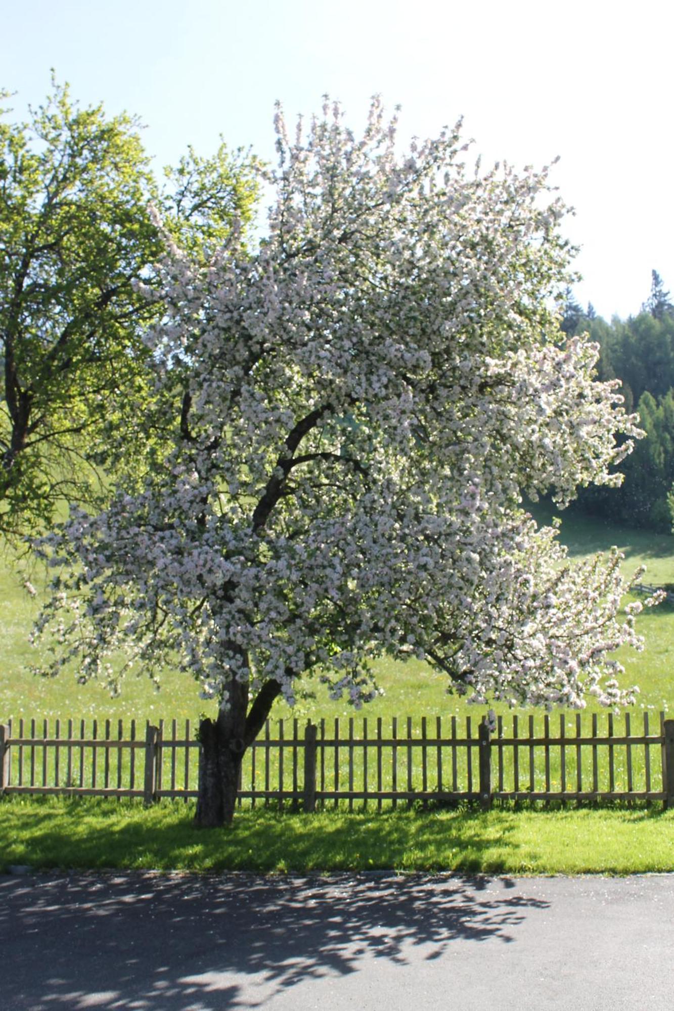 Hotel Haus Hartl Saalfelden Zewnętrze zdjęcie